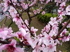 -空港花田景区