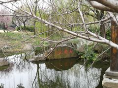 -香雪海