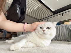 -熊小胖宠物生活馆(天华园店)