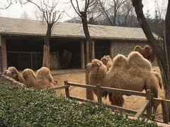 -石家庄市动物园