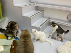 -COLOR PETS 撸猫馆·购猫·猫咖(长风大悦城店)