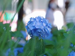 -三里屯东五街银杏大道