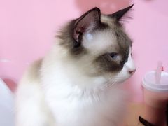-李小姐の猫咖啡馆(五角场店)