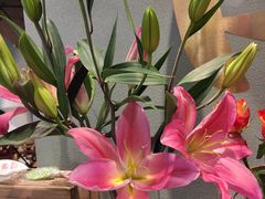 -BOBLOOM花店(宝龙旭辉广场店)