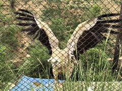 -青藏高原野生动物园