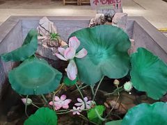 -灶东家民间菜(回兴店)