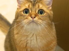-御宝贝·A梦猫科宠物医院(国际猫友好医院)