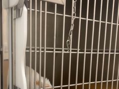-瑞派康怡24h宠物医院·犬猫医疗中心·微创绝育(瑞景分院)