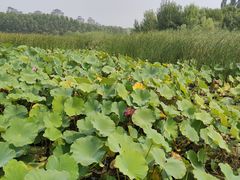 -马家湾湿地公园