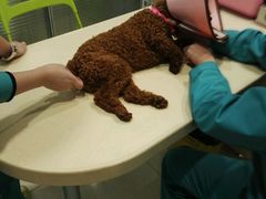 -骐奇宠物诊疗中心(南亭公路店)