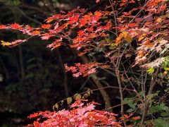 -五女峰国家森林公园