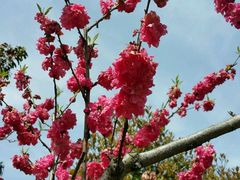 -南汇桃花村
