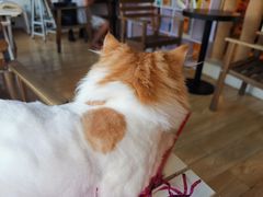 -Cappucimeow猫咪咖啡馆(韦伯时代店)