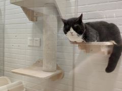 -momokira米努特·德文卷毛猫·棉花面纱犬