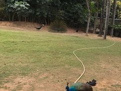 -深圳野生动物园