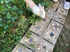 -上海佘山世茂艾美酒店