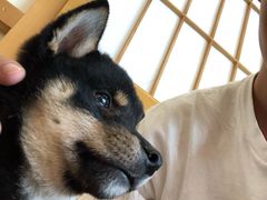 -柴犬小屋·柴餐厅·狗咖食堂(金鼎广场店)