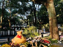 -上海共青森林公园