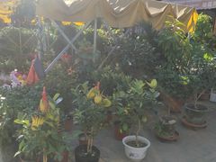 -中环花鸟鱼虫市场