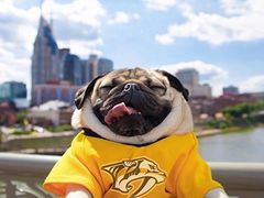 -翊宠yipet猫狗购宠庄园犬舍•猫舍