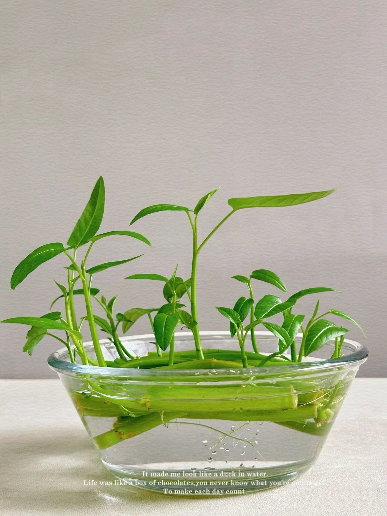 水培空心菜🌱