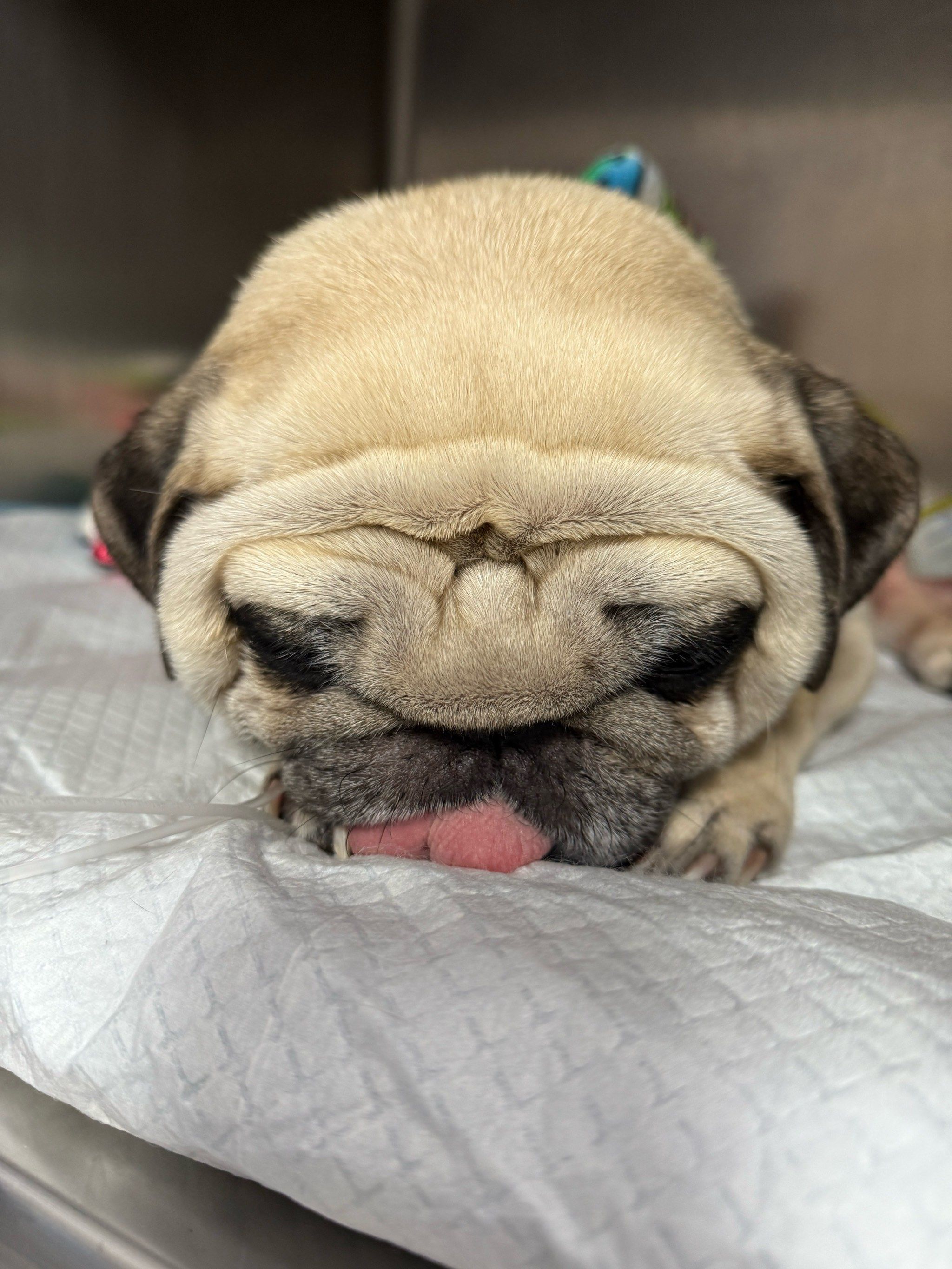 ,又称巴哥犬,是一种小型