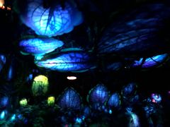 -奥兰多迪士尼动物王国乐园