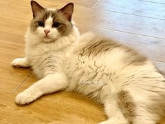 -有喵·猫咖·狗咖·40+猫狗有小奶狗(岗厦店)