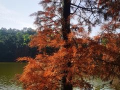 -三水森林公园