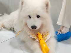 -星多哈·狗咖·拼豆·咖啡