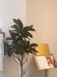 -盼兮·日式美睫沙龙