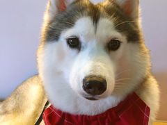 -Husky Go! 哈士奇体验馆·宠物咖啡厅狗咖