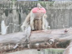 -上海动物园(地铁站)