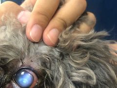 -喜多萌中农锦绣动物医院24H·猫科·牙科MRI·CT