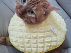 -纳吉亚猫专科动物医院·北北分院