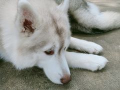 -TrueLove @ Neverland (Husky Cafe)