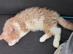 -猫大福·Fortune Cat猫舍(百子湾店)