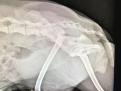 -伟伟宠物医院·CT影像中心·瑞派犬猫综合性门诊(汉口总院)