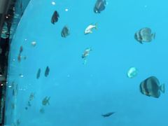 -瑞德姆美人鱼海底演艺主题餐厅(亚龙湾店)