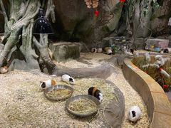 -zoonana室内动物园(东方福来德店)