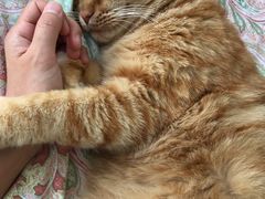 -喜多萌中农锦绣动物医院24H·猫科·牙科MRI·CT