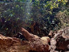 -西双版纳基诺山寨