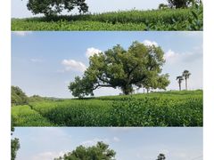 -茅家埠