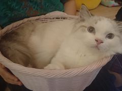 -滚猫咖啡·猫咖·猫友好撸猫(未来城店)