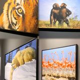 国家地理影像大展——超越130年的经典