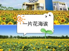 -百万葵园