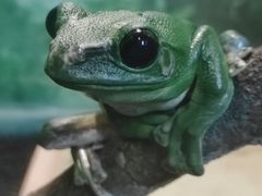 -上海大自然野生昆虫馆(东方明珠·爬宠昆虫探索中心)