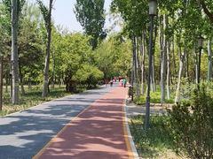 -大兴滨河森林公园