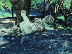 -北京野生动物园