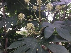 -太子山公园(园东路)